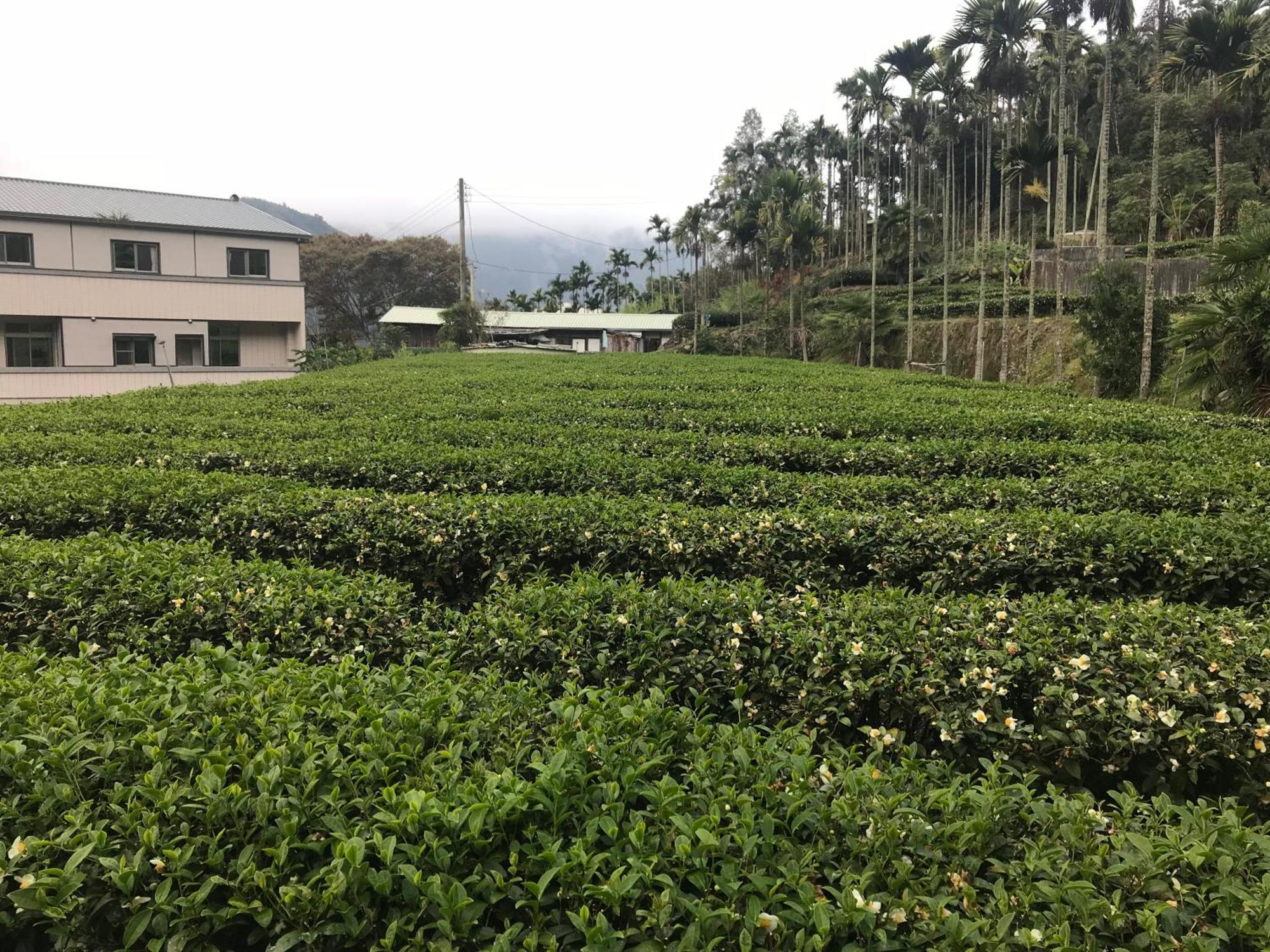 De Ren Tea Gardens Apartamento Meishan Exterior foto