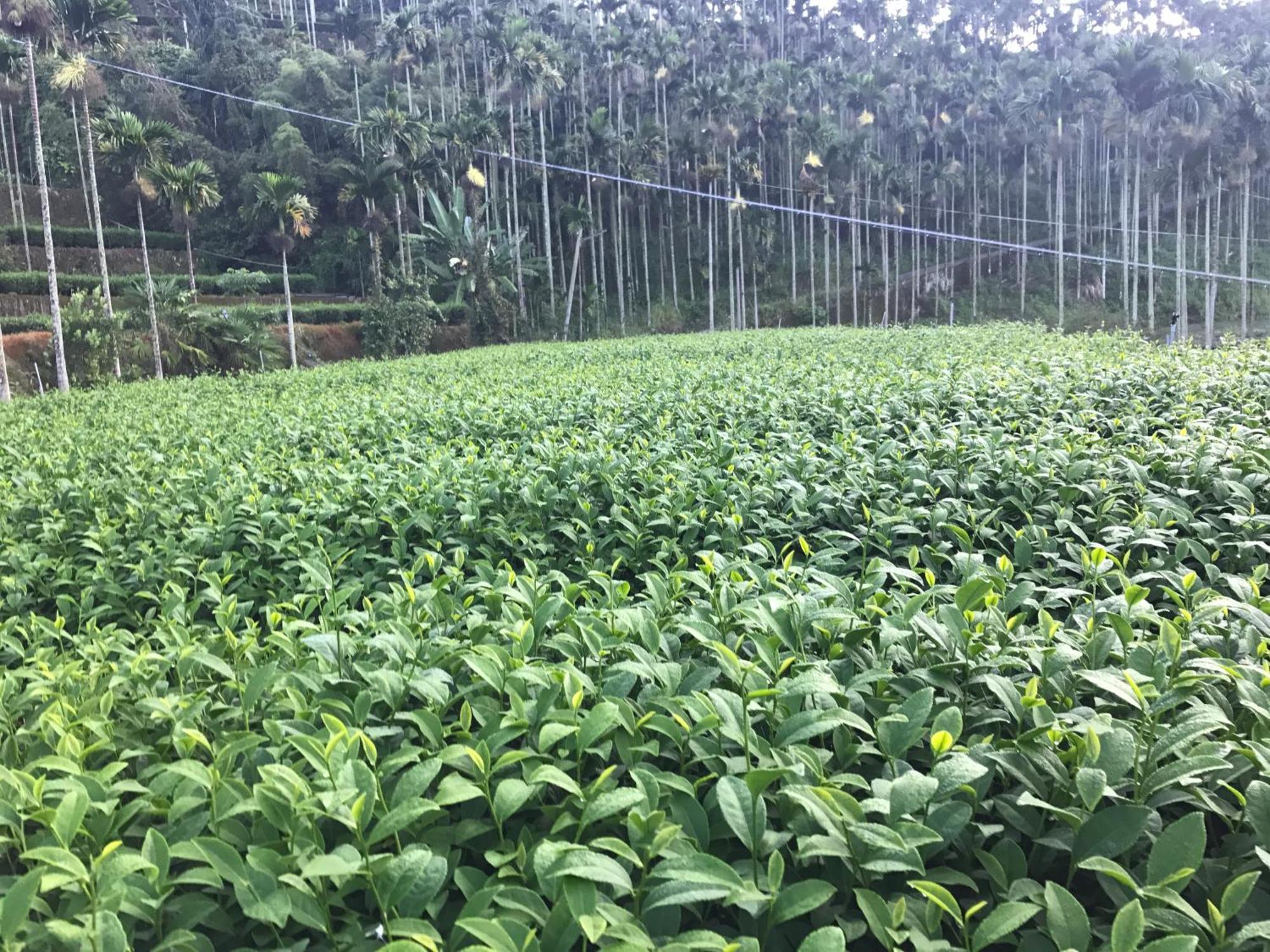 De Ren Tea Gardens Apartamento Meishan Exterior foto